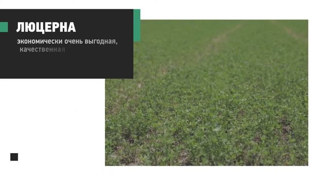 Кормовое медоносное растение. Люцерна. смотреть онлайн