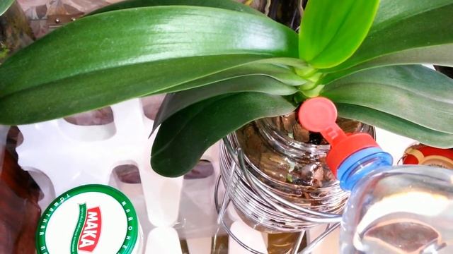 КАК РАЗДЕЛИТЬ ОРХИДЕЮ?!Размножение и омоложение орхидеи фаленопсис делением куста .Первый полив(1). смотреть онлайн