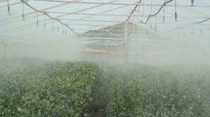 Как выращивают в Теплице Эустомы с помощью капельного полива и туманообразования