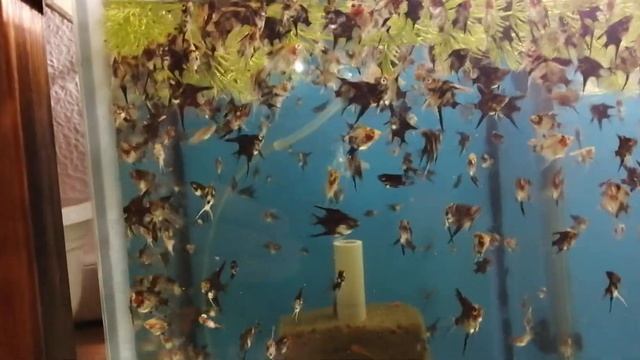 Дафния, и как малёк скалярии её ест. смотреть онлайн