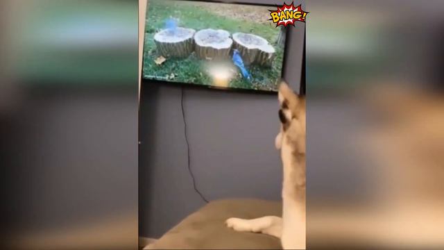 прикольные коты и другие животные. смотреть онлайн