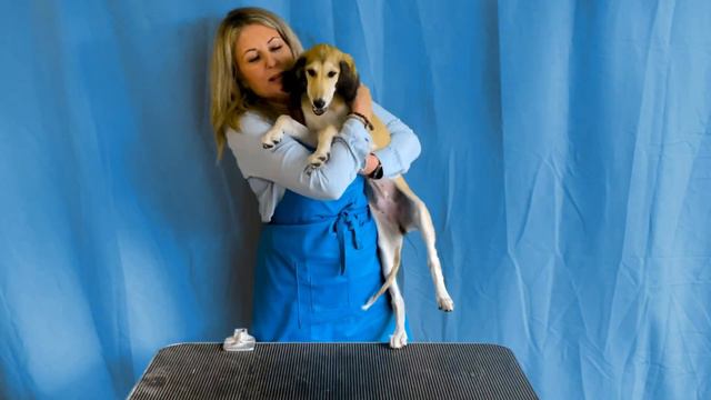 Training Your Puppy To Stack For The Show Ring смотреть онлайн