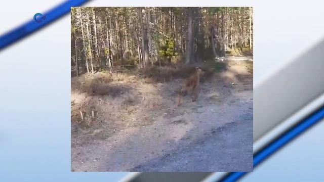 Минприроды Карелии: не разлучайте детёнышей лосей с мамой смотреть онлайн