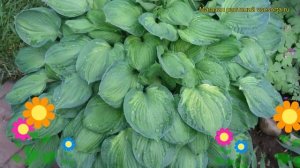 Хоста гибридная Шармон. Краткий обзор, описание характеристик hosta hybridum Sharmon