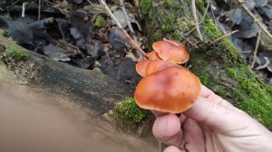 Грибы зимой Растут ли грибы зимой   Фламулина