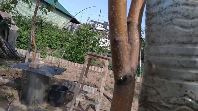 как сделать дерево сад, методом улучшенной окулировки. перепрививка кроны взрослой яблони.