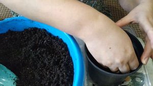 Черенкование гортензий зелёной почкой