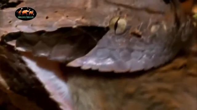 Габонская Гадюка опасная Змея 8 кг и Самые длинные зубы Amazing Animals TV 1 смотреть онлайн
