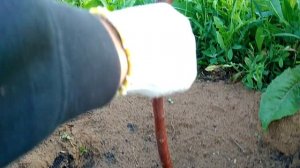 Почему не надо закапывать прививку при посадке саженцев. Из личного опыта.