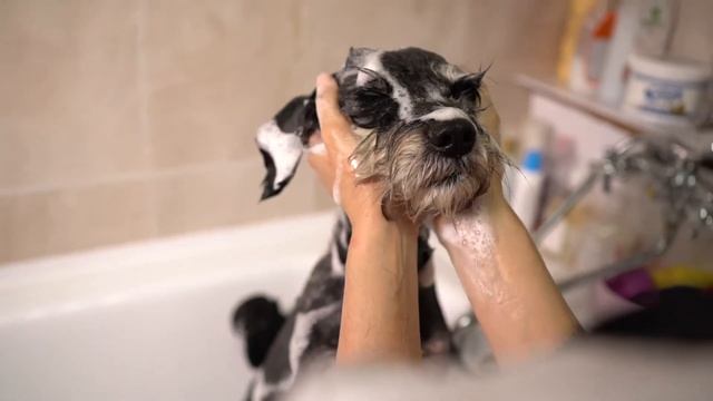 Стрижка собак и кошек глазами клиентов Groom смотреть онлайн