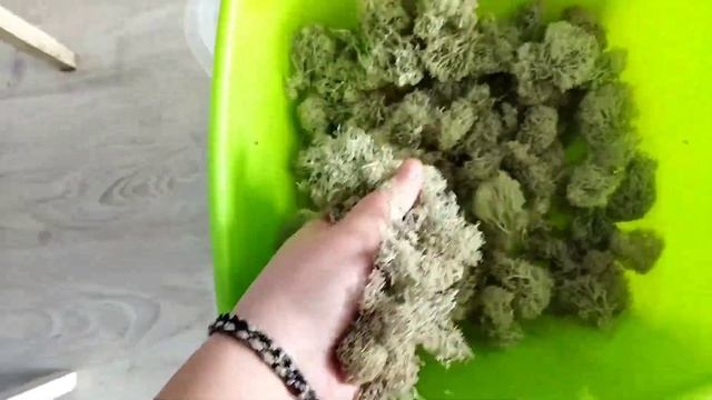 Ягель/мох для улиток/ссылку где заказала оставлю в описании #моилюбимки#твимз #улиткиахатины#улитки