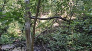 #Звуки #Природы - Шум Ручья, #Лай Собаки, Птичье #Пенье, Ветер
