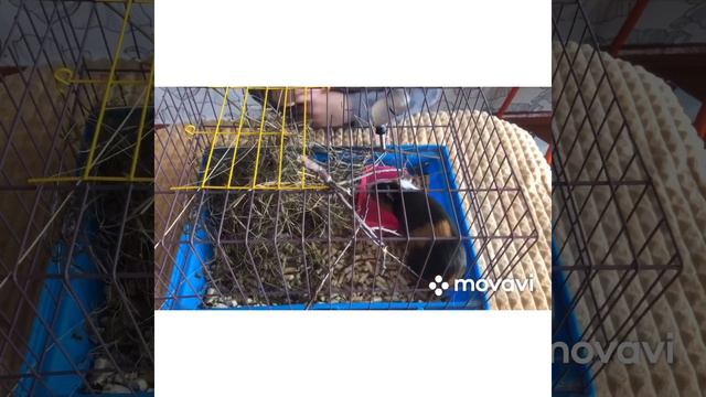 Видео для детей. Животные!морская свинка!моя жизни и жизнь домашних питомцев! смотреть онлайн