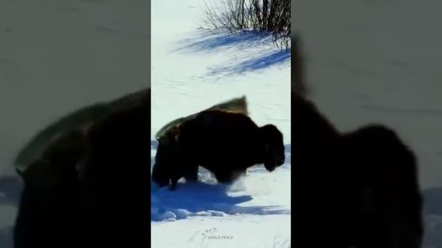 Когда материнский инстинкт сильнее страха. Мать спасает детеныша от стаи волков