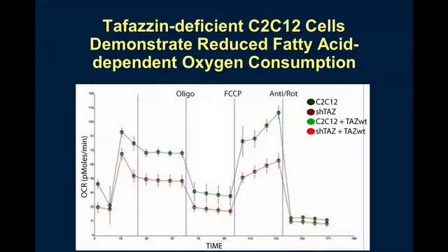 Tafazzin Enzyme Replacement Therapy in a Mouse Model of Barth Syndrome смотреть онлайн