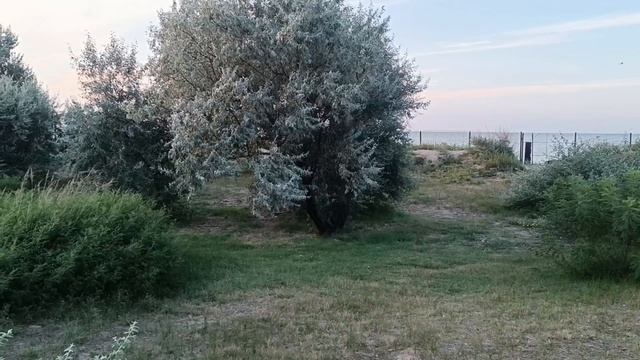 Сотни медуз прибило к берегу! Вчера ещё было хорошо! 1-2 августа 2023 Пересыпь, Азовское море смотреть онлайн