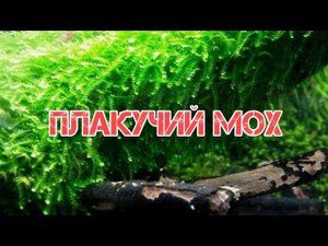 ПЛАКУЧИЙ МОХ ИЛИ МОХ ВИПИНГ. СОДЕРЖАНИЕ В АКВАРИУМЕ