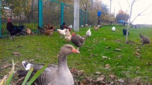 ЧЕМ КОРМИТЬ ГУСЕЙ, УТОК И КУРОЧЕК ? ЧТО-БЫ НЕ ДОРОГО И ПОЛЕЗНО?
