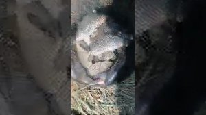 Рыбалка на 2-ой КОПИ, Купинский район, НСО, 2020 год