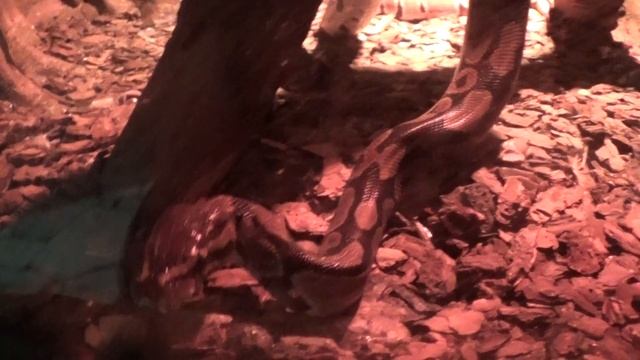 Королевский питон (Python regius)