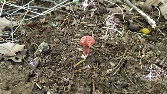 Various Bolete | Boletus Mushrooms Xerocomellus armeniacus & Suillus Bovinus смотреть онлайн