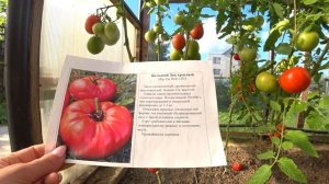 Томаты сортов Сэр Элиан и Большой Зак