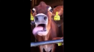 Бык и Корова | Приколы с животными | Приколы с Animal funny| Смешные животные