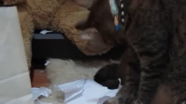 Кошка расправляется с добычей ахахаха смотреть онлайн