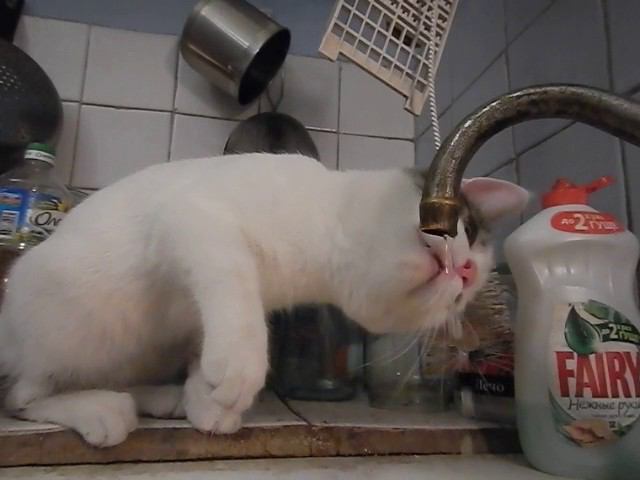 Котёнок пьёт из крана (после Нового Года) смотреть онлайн