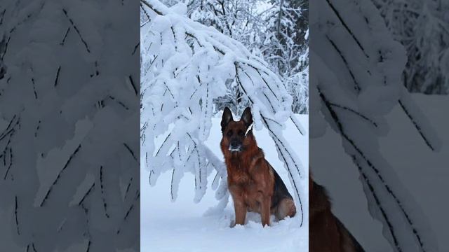 Памяти моей любимой собаки. Немецкая овчарка Лейксайд Брабус