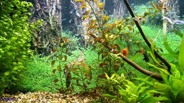 Питательная подложка для аквариума! Почему я не хочу запускать аквариум с подложкой. Мой опыт. смотреть онлайн