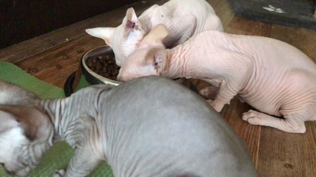 Котята Сфинкса кушают сухой корм