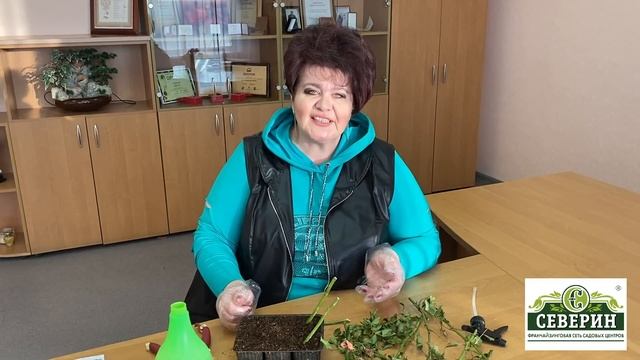 Черенкование почвопокровной розы