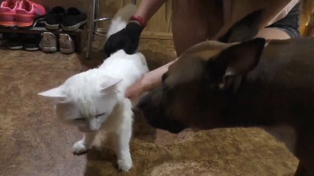 ПЕРЧАТКА ДЛЯ ВЫЧЁСЫВАНИЯ ШЕРСТИ с AliExpress смотреть онлайн