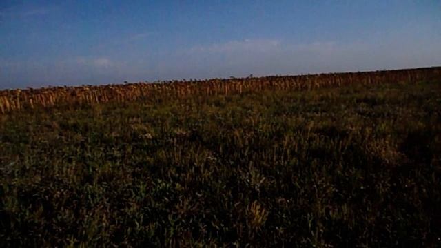 УНЫЛЫЙ ДЕНЬ РОЖДЕНИЯ МАТЕРИ ГРАНДЕНИКО. САМВЕЛ ПИЛ НЕ ЧОКАЯСЬ