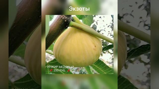 #саженцы, саженцы плодовых и декоративных деревьев