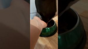 Амстафф 1 год | Рацион Питания Нашего Амстаффа | Стаффорд | Amstaff one year | Staffy