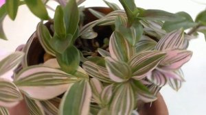 #комнатные растения /  #Традесканция белоцветковая / Уход / Убираем зеленые побеги