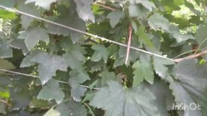 Смородина Красная И Белая. Натали И Смольяниновская.