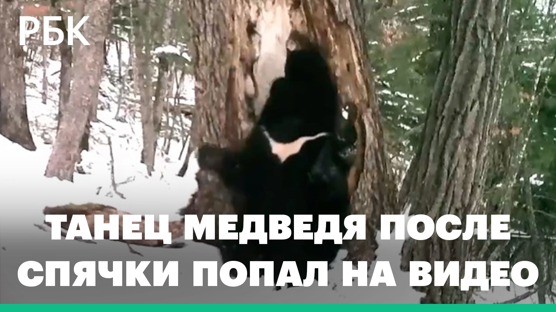 Зажигательный весенний танец медведя после спячки попал на видео