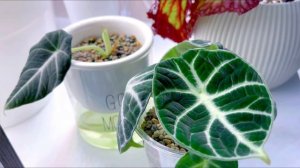 Почему Алоказии портят листья