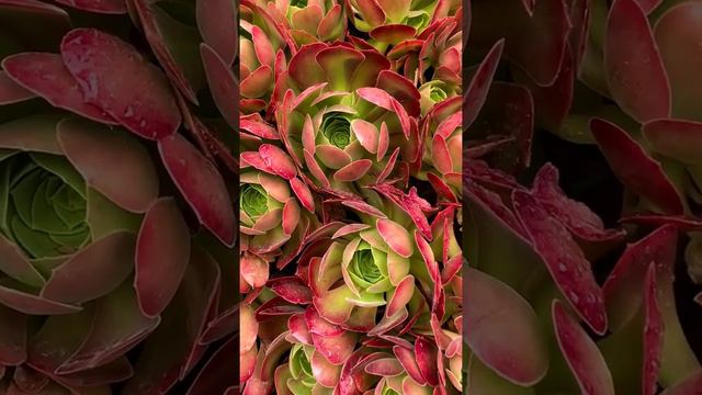 Succulent Flowers |Whatsapp Status Video#succulent #succulents #flowers #statusvideo #whatsapp