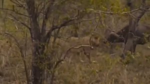 Львы на охоте