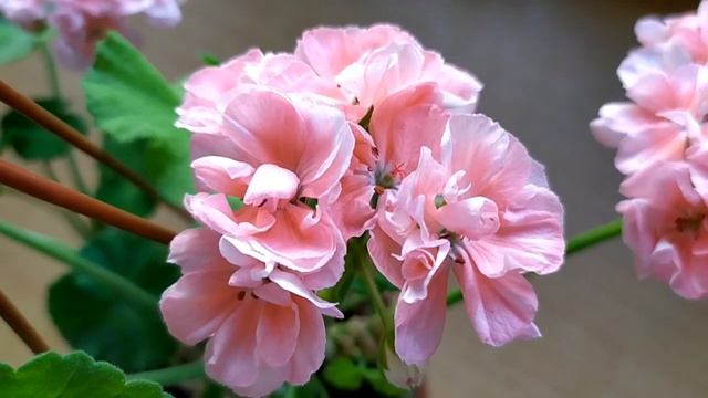 Лучшие сортовые пеларгонии.Highfield s Cameo.??Украшение ? Произведение искусств ? Драгоценность смотреть онлайн