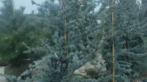 обзор на Кедр атласский ГлаукаCedrus atlantica Glauca посадка и уход.