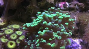 Мои ошибки и потери в морском аквариуме