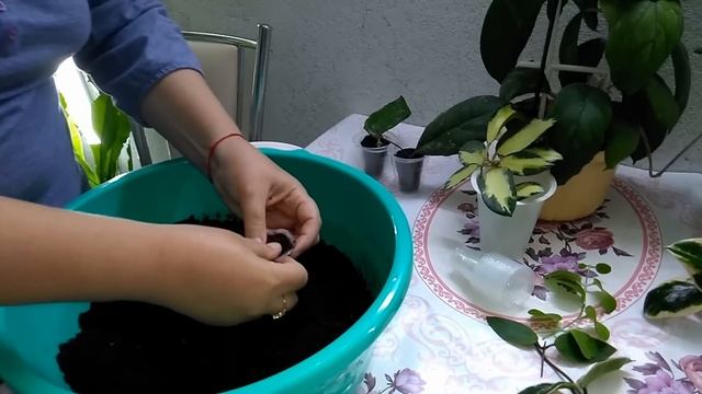 Мои комнатные растения // Как я сажаю черенки хой //  Hoya sp. Kalimantan SLM-02 (The Red Wallichii