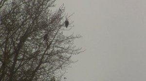 Cormorants, Columbia River. Бакланы, р. Колумбия (1071sp)