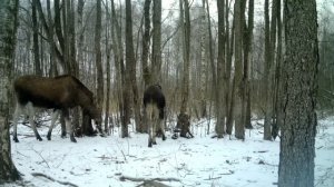 Лоси зимой в Национальном парке "Беловежкая пуща"|Elk in winter in the Bialowieza forest|Wildbelaru