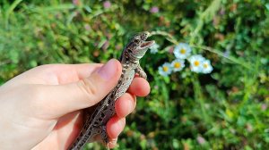 МИР ЯЩЕРИЦ 🦎